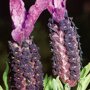 Lavandula Stoechas